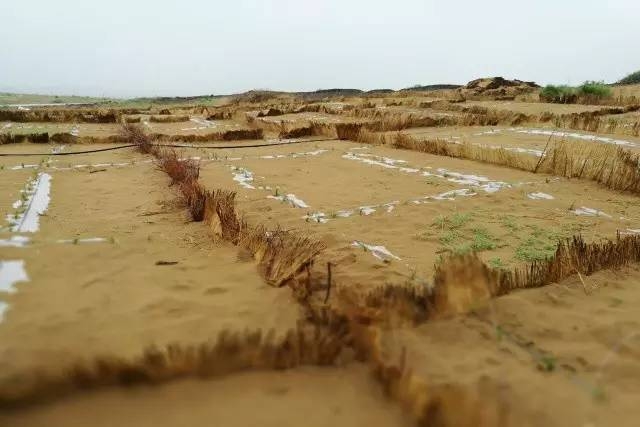 風沙中的堅強小草——蒙草生態修復顯成效