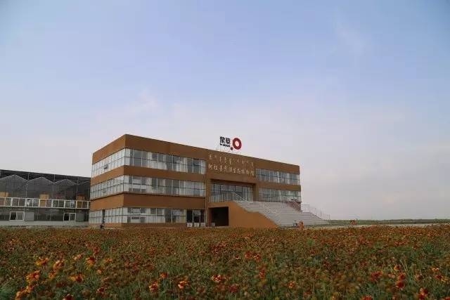 風沙中的堅強小草——蒙草生態修復顯成效