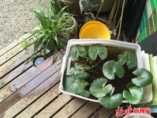 百萬雨水花園避免“城市看海” 40㎡民居生態(tài)改造見成效