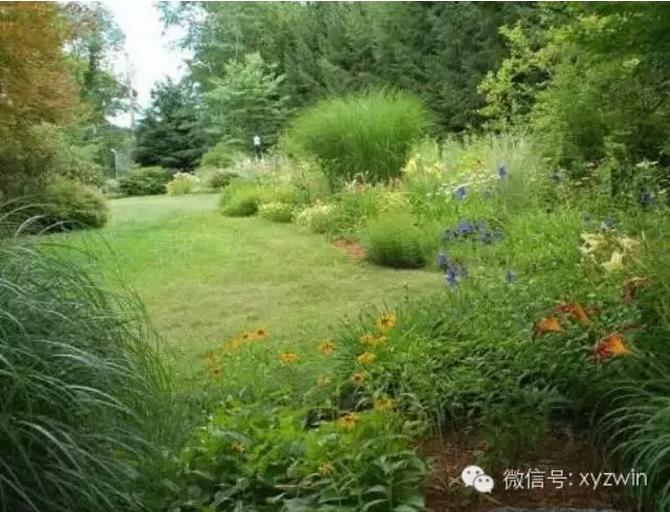 植物造景之觀賞草