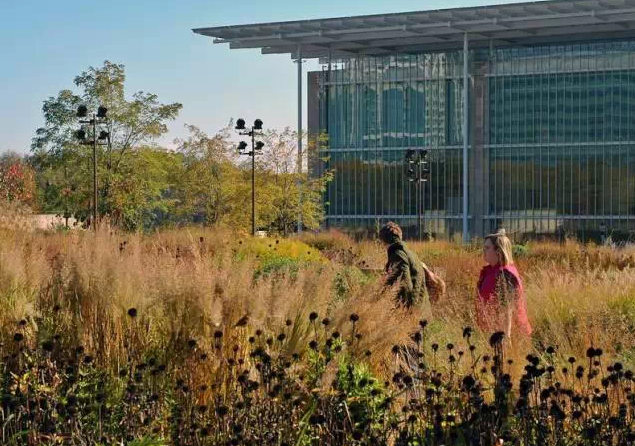 植物造景之觀賞草