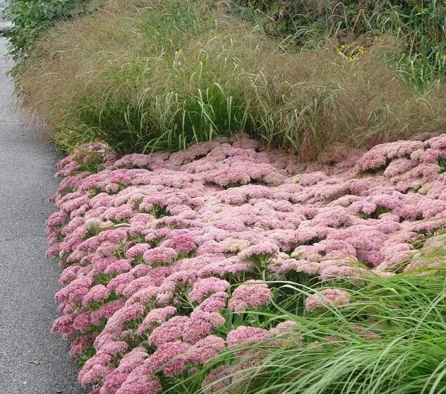 植物造景之觀賞草