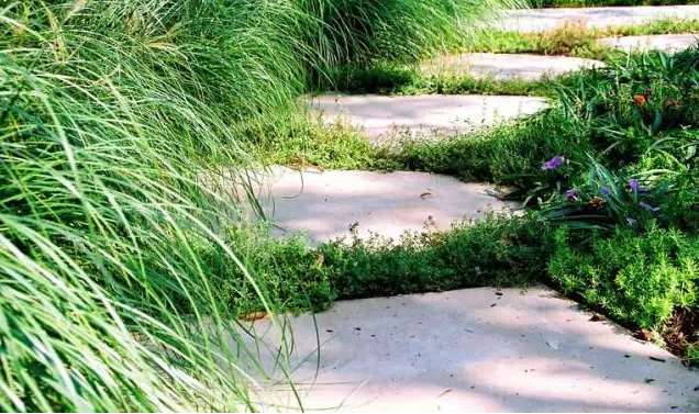 植物造景之觀賞草