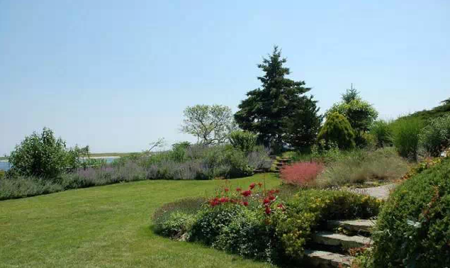 植物造景之觀賞草