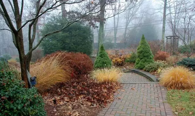 植物造景之觀賞草