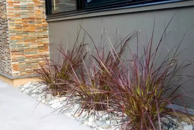 植物造景之觀賞草