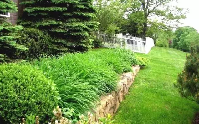 植物造景之觀賞草