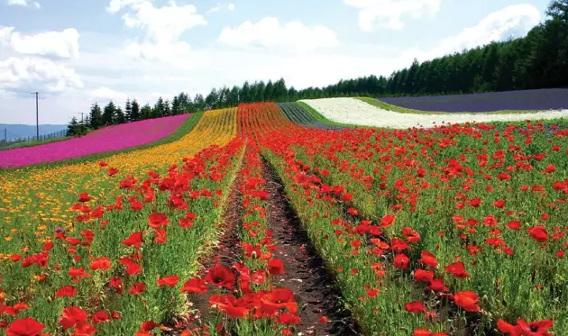 花卉苗木產業怎樣與旅游業融合發展?