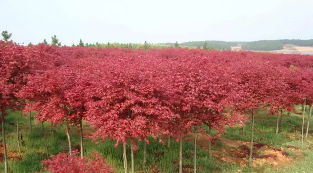 花卉苗木產業怎樣與旅游業融合發展?