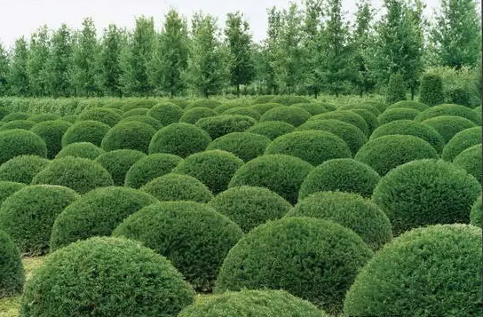 花卉苗木產(chǎn)業(yè)怎樣與旅游業(yè)融合發(fā)展?