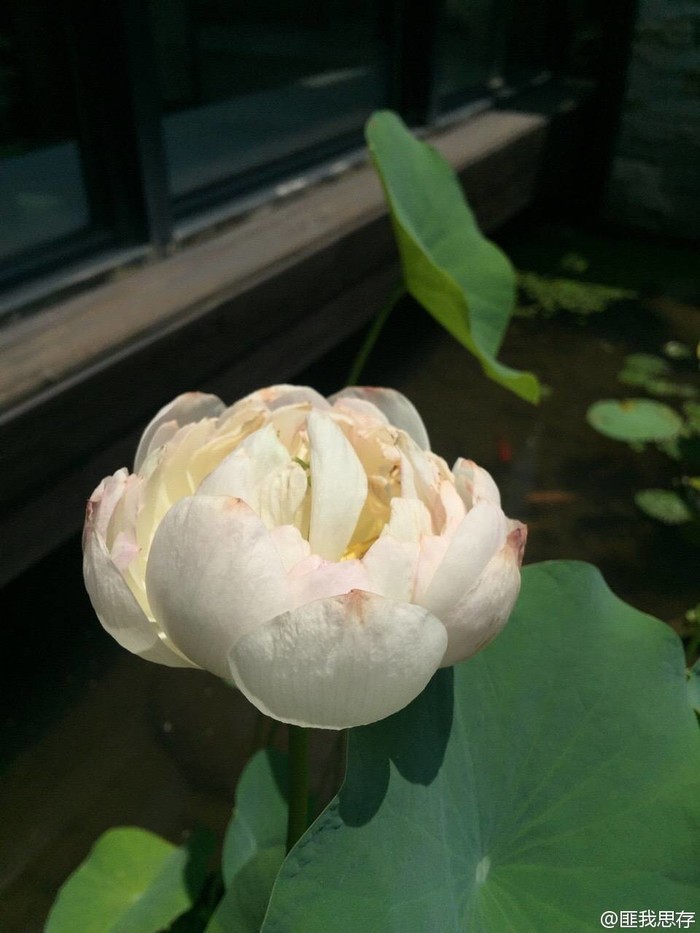 碗蓮如何繁殖養護