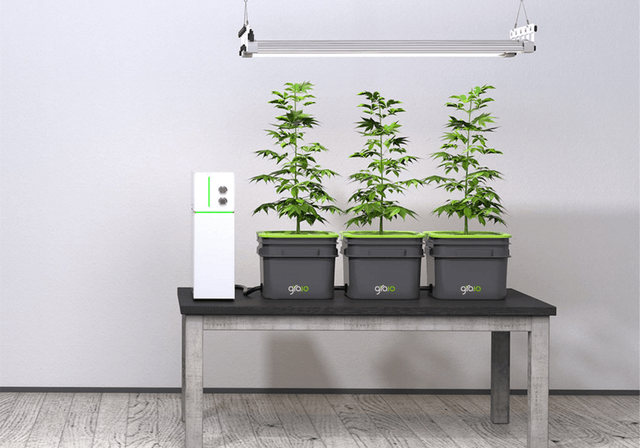 植物殺手看過來 Gro.io幫你全自動培育植物