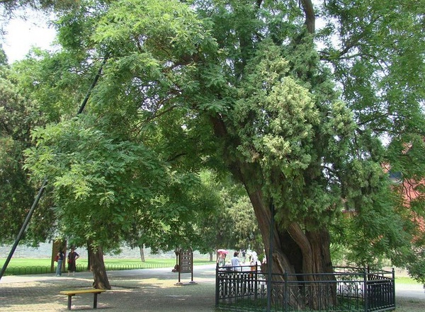 國槐幾種常見病蟲害防治方法