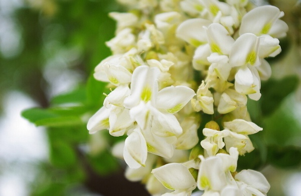 國槐幾種常見病蟲害防治方法