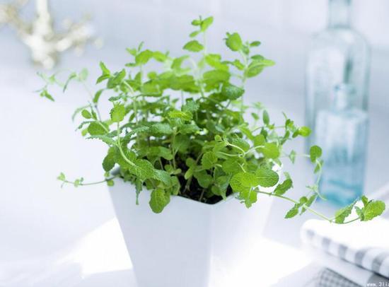 日常簡單的植物養(yǎng)護(hù)知識(shí)