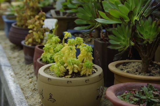 日常簡單的植物養護知識