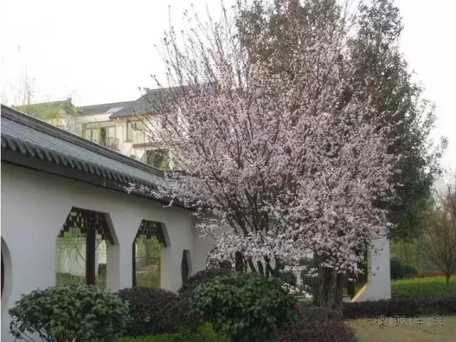 萬科居住區景觀植物設計要點