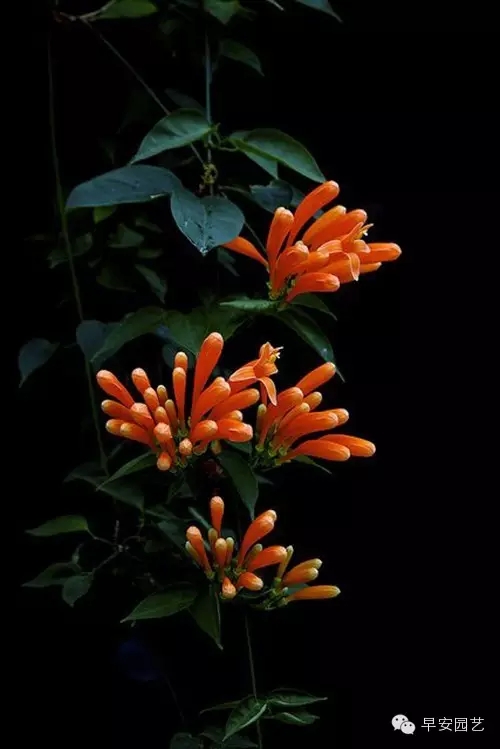 炮仗花植物鑒賞