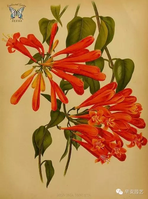 炮仗花植物鑒賞