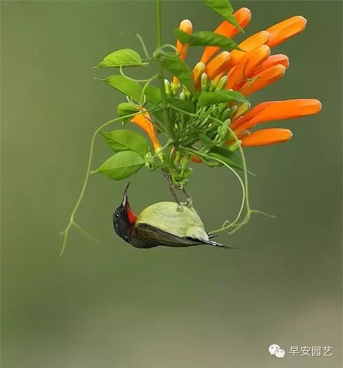 炮仗花植物鑒賞