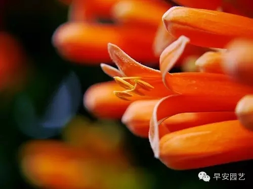 炮仗花植物鑒賞