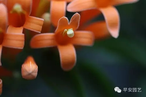 炮仗花植物鑒賞