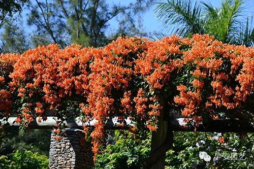 炮仗花植物鑒賞