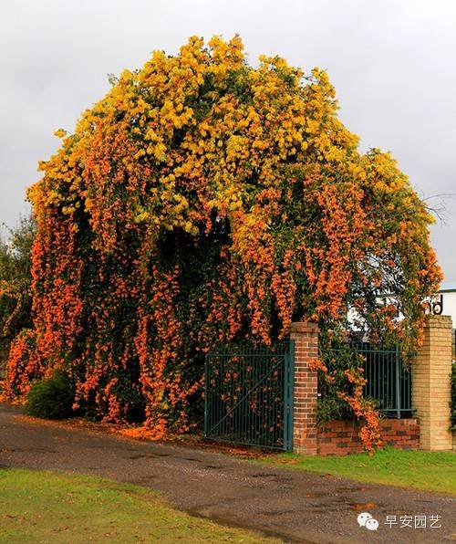 炮仗花植物鑒賞