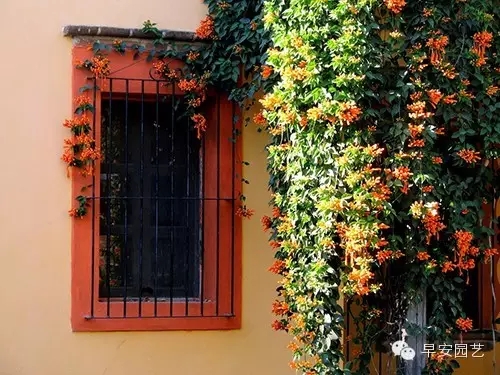 炮仗花植物鑒賞