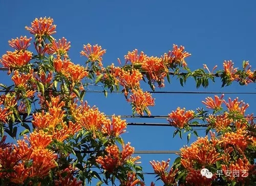 炮仗花植物鑒賞