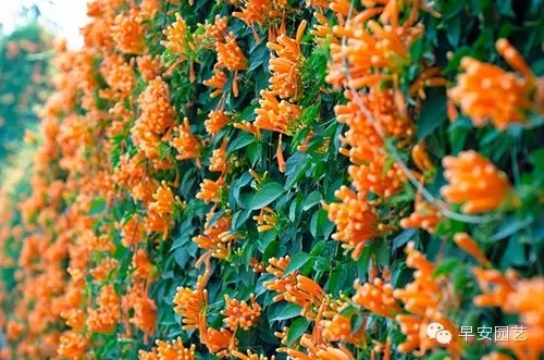 炮仗花植物鑒賞