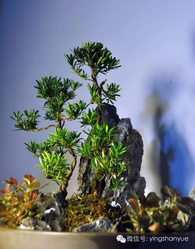 墨爻盆景作品：春之寄盼 恰似眼前——春靄曉色