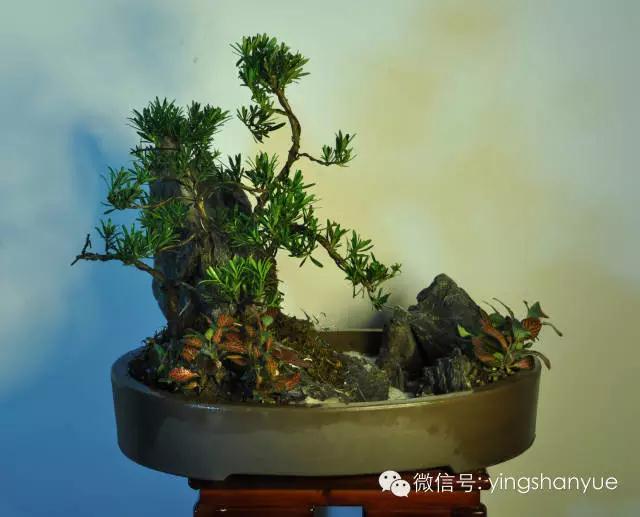 墨爻盆景作品:春之寄盼 恰似眼前——春靄曉色