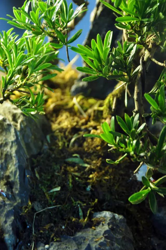 墨爻盆景作品：春之寄盼 恰似眼前——春靄曉色