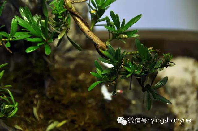 墨爻盆景作品：春之寄盼 恰似眼前——春靄曉色