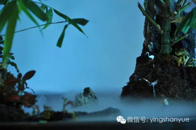 墨爻盆景作品:家鄉美景——《漢上夢溪》