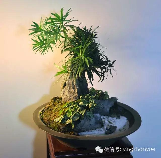 墨爻盆景作品:山澗初醒 谷音回蕩——《山澗聽谷》