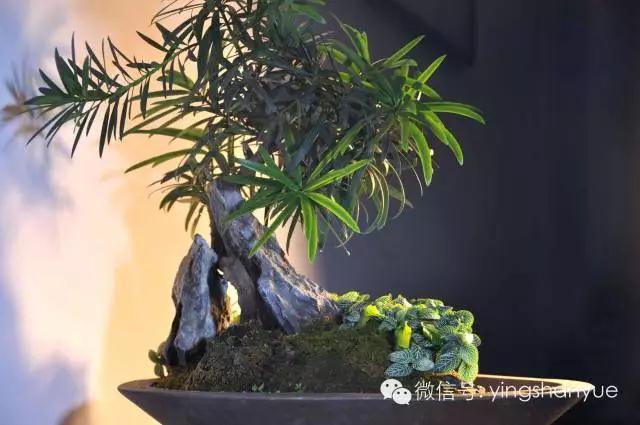 墨爻盆景作品：山澗初醒 谷音回蕩——《山澗聽谷》