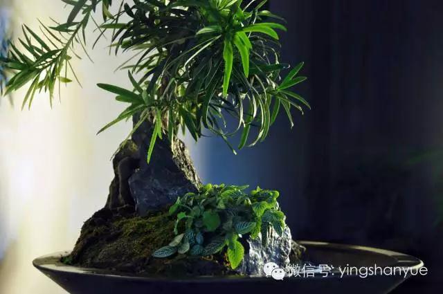 墨爻盆景作品：山澗初醒 谷音回蕩——《山澗聽谷》