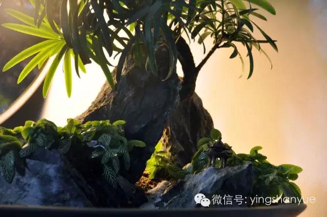 墨爻盆景作品：山澗初醒 谷音回蕩——《山澗聽谷》