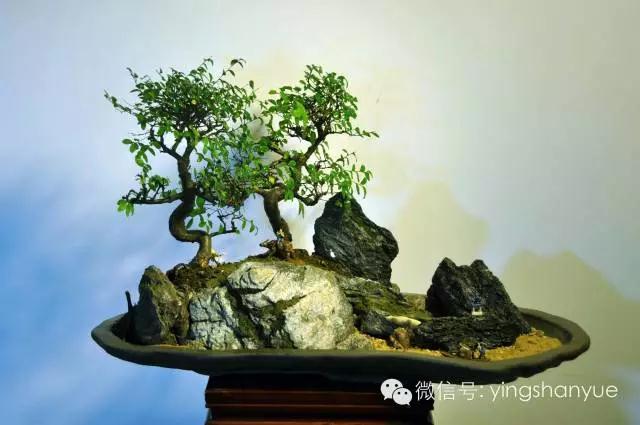 墨爻盆景作品：古樹(shù)寒溪，牧童歸去——《雙榆溪隱》