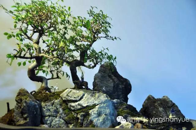 墨爻盆景作品：古樹(shù)寒溪，牧童歸去——《雙榆溪隱》