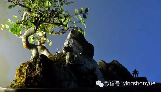 墨爻盆景作品：古樹(shù)寒溪，牧童歸去——《雙榆溪隱》