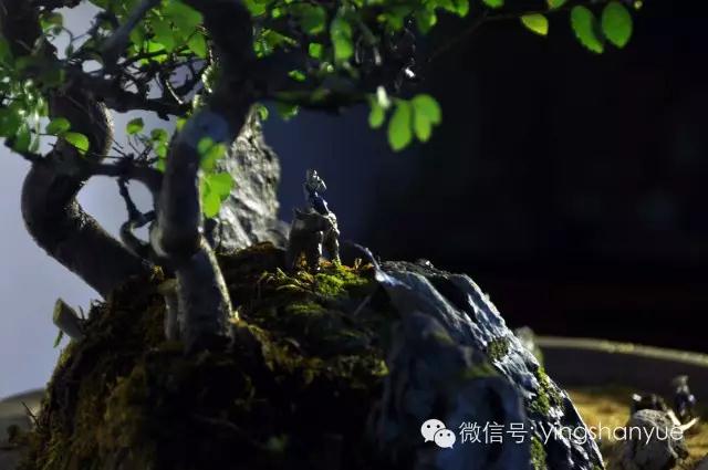 墨爻盆景作品：古樹寒溪，牧童歸去——《雙榆溪隱》