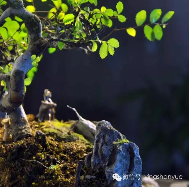 墨爻盆景作品：古樹寒溪，牧童歸去——《雙榆溪隱》