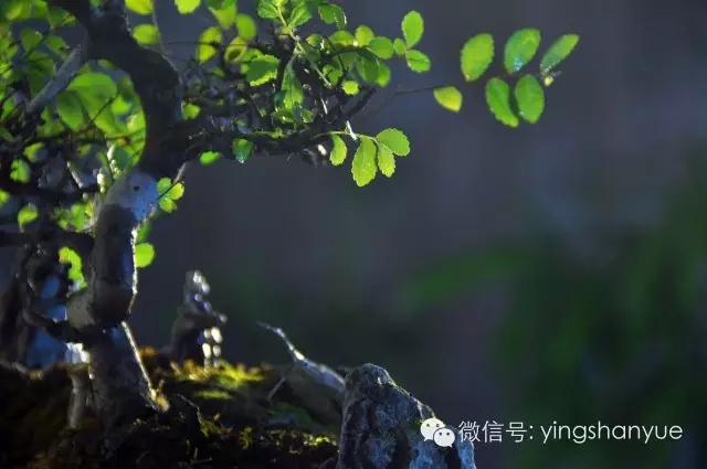 墨爻盆景作品：古樹寒溪，牧童歸去——《雙榆溪隱》