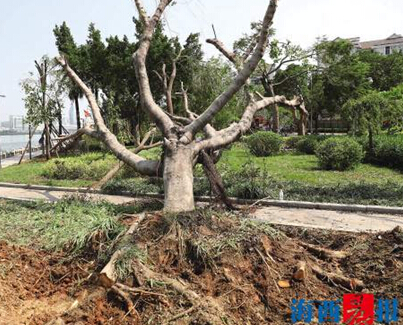 清華教授剖析廈門及其他城市綠化 市政園林局回應