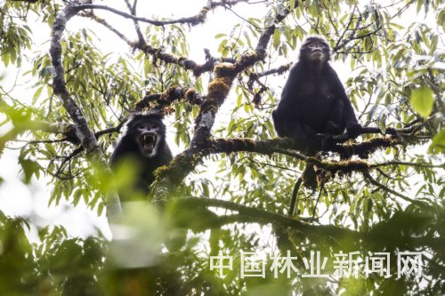 云南怒江生物多樣性攝影展開展