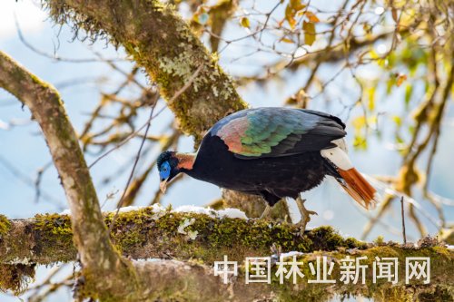 云南怒江生物多樣性攝影展開展