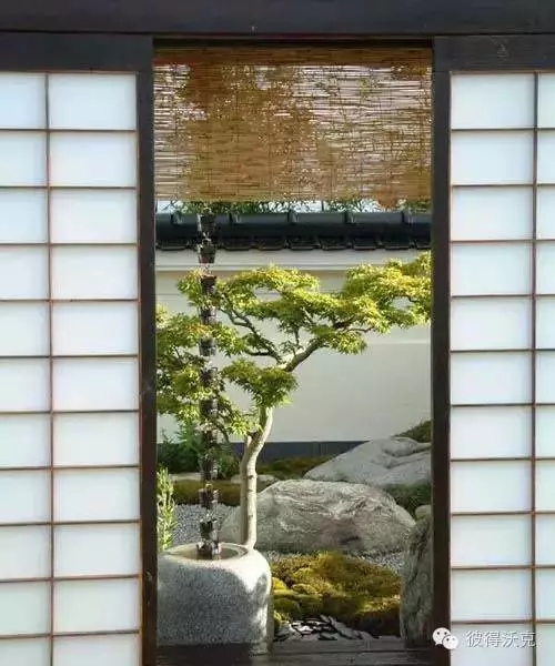 日式園林中的樹